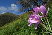 28 Colchico d'autunno (Colchicum autumnale) 